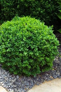 Dwarf English Boxwood - 1 Gallon Pot