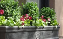 Dwarf English Boxwood - 1 Gallon Pot -Shrub Plant Shop Boxwood Dwarf English 2