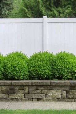Dwarf English Boxwood - 1 Gallon Pot -Shrub Plant Shop Boxwood Dwarf English 3