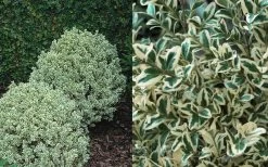 Dwarf Variegated Boxwood - 2 Gallon Pot -Shrub Plant Shop Boxwood Dwarf Variegated 50