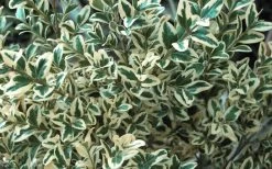 Dwarf Variegated Boxwood - 2 Gallon Pot -Shrub Plant Shop Boxwood Dwarf Variegated 51