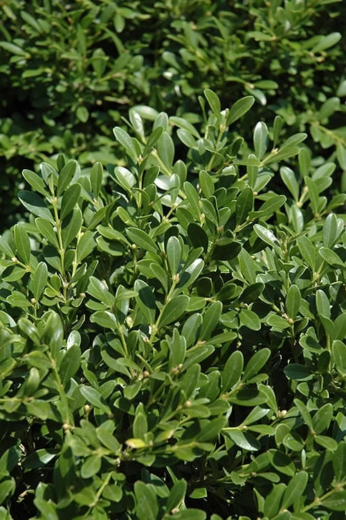 Franklins Gem Dwarf Boxwood - 3 Gallon Pot 1 Franklins Gem Dwarf Boxwood - 3 Gallon Pot