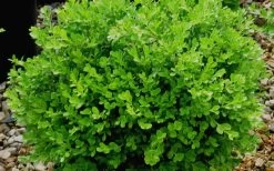 Franklins Gem Dwarf Boxwood - 1 Gallon Pot -Shrub Plant Shop Boxwood Franklins Gem