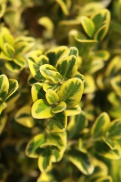 Golden Triumph Variegated Dwarf Boxwood - 3 Gallon Pot -Shrub Plant Shop Boxwood Golden Triumph 3
