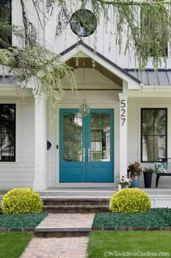 Golden Triumph Variegated Dwarf Boxwood - 3 Gallon Pot -Shrub Plant Shop Boxwood Golden Triumph 7