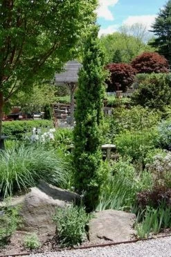 Graham Blandy Columnar Boxwood - 3 Gallon Pot -Shrub Plant Shop Boxwood Graham Blandy 2