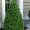 Green Mountain Boxwood - 3 Gallon Pot