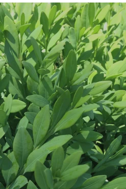 Green Mountain Boxwood - 6 Pack Of 2.5 Quart Pots -Shrub Plant Shop Boxwood Green Mountain 12