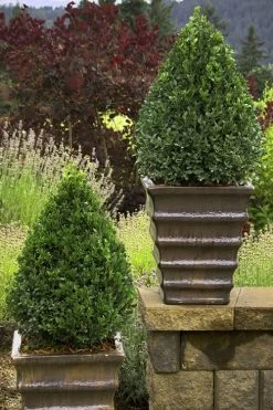 Green Mountain Boxwood - 3 Gallon Pot -Shrub Plant Shop Boxwood Green Mountain 23 2
