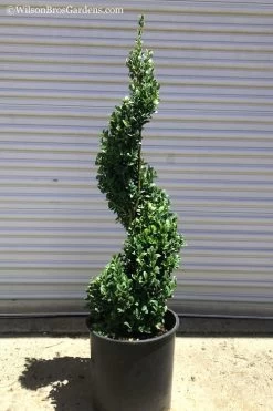 Common Boxwood Spiral Topiary - 5 Gallon Pot 7 Common Boxwood Spiral Topiary - 5 Gallon Pot -Shrub Plant Shop Boxwood Green Mountain Spiral 1