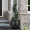 Common Boxwood Spiral Topiary - 5 Gallon Pot