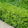 Japanese Boxwood (Buxus Microphylla) - 7 Gallon Pot
