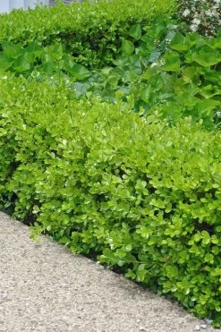 Japanese Boxwood - Buxus Microphylla - 1 Gallon Pot