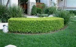 Japanese Boxwood (Buxus Microphylla) - 7 Gallon Pot -Shrub Plant Shop Boxwood Japanese Hedge