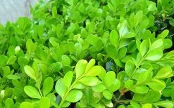 Japanese Boxwood (Buxus Microphylla) - 7 Gallon Pot -Shrub Plant Shop Boxwood Japanese Leaves Closeup