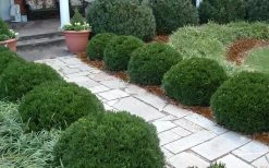 Justin Brouwers Dwarf Boxwood - 1 Gallon Pot -Shrub Plant Shop Boxwood Justin Brouwers In Landscape