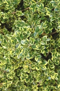 Sunburst Variegated Korean Boxwood - 1 Gallon Pot -Shrub Plant Shop Boxwood Sunburst 2
