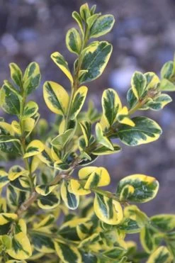 Sunburst Variegated Korean Boxwood - 1 Gallon Pot -Shrub Plant Shop Boxwood Sunburst