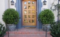 Wintergreen Boxwood - 6 Pack Of 1 Gallon Pots -Shrub Plant Shop Boxwood Wintergreen 12