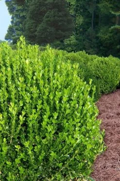 Wintergreen Boxwood - 3 Gallon Pot -Shrub Plant Shop Boxwood Wintergreen 500x750 2