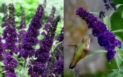 Black Knight Butterfly Bush - 1 Gallon Pot -Shrub Plant Shop Butterfly Bush Black Knight 1