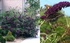 Black Knight Butterfly Bush - 1 Gallon Pot -Shrub Plant Shop Butterfly Bush Black Knight 2