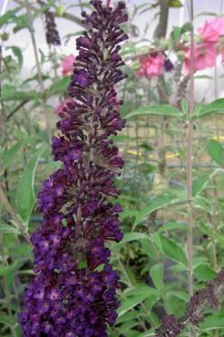 Black Knight Butterfly Bush - 1 Gallon Pot