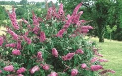 Pink Delight Butterfly Bush - 3 Gallon Pot 11 Pink Delight Butterfly Bush - 3 Gallon Pot -Shrub Plant Shop Butterfly Bush Pink Delight Flower 2