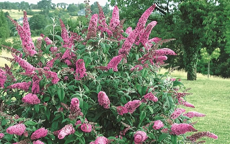 Pink Delight Butterfly Bush - 3 Gallon Pot 6 Pink Delight Butterfly Bush - 3 Gallon Pot - Image 6