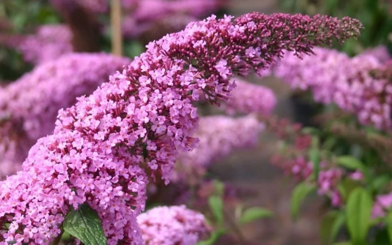 Pink Delight Butterfly Bush - 3 Gallon Pot 5 Pink Delight Butterfly Bush - 3 Gallon Pot - Image 5