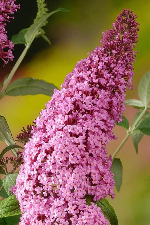 Pink Delight Butterfly Bush - 3 Gallon Pot 4 Pink Delight Butterfly Bush - 3 Gallon Pot - Image 4