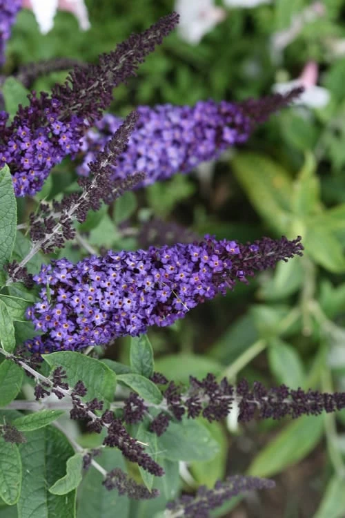 Pugster Blue Butterfly Bush - Buddleia - 2 Gallon Pot 1 Pugster Blue Butterfly Bush - Buddleia - 2 Gallon Pot