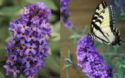 Buddleia Flutterby Petite Blue Heaven Dwarf Butterfly Bush - 6 Pack Of 1 Gallon Pots -Shrub Plant Shop Butterfly Flutterby Blue heaven
