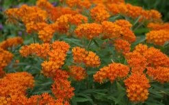 Orange Butterfly Milkweed (Asclepias Tuberosa) - 6 Pack Of 2.5 Quart Pots -Shrub Plant Shop Butterfly Weed 10