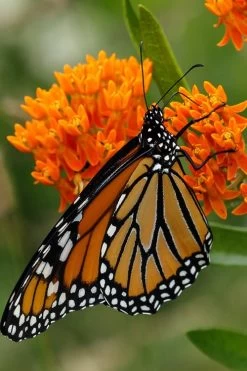 Orange Butterfly Milkweed (Asclepias Tuberosa) - 6 Pack Of 2.5 Quart Pots -Shrub Plant Shop Butterfly Weed 12