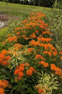 Orange Butterfly Milkweed (Asclepias Tuberosa) - 6 Pack Of 2.5 Quart Pots -Shrub Plant Shop Butterfly Weed 13