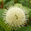 Fiber Optics Buttonbush (Cephalanthus Occidentalis 'Bailoptics') - 3 Gallon Pot