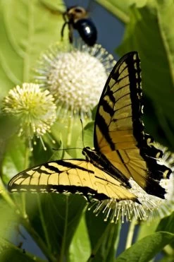 Fiber Optics Buttonbush (Cephalanthus Occidentalis 'Bailoptics') - 3 Gallon Pot -Shrub Plant Shop Buttonbush Sugar Shack 3