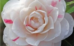 April Dawn Cold Hardy Camellia Japonica - 3 Gallon Pot -Shrub Plant Shop Camellia April Dawn 1
