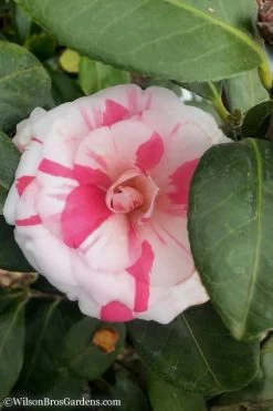 April Dawn Cold Hardy Camellia Japonica - 3 Gallon Pot -Shrub Plant Shop Camellia April Dawn 10