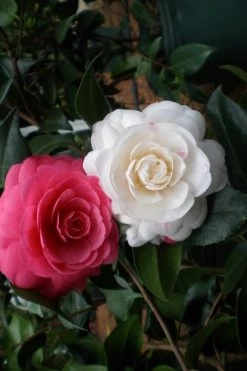 April Dawn Cold Hardy Camellia Japonica - 3 Gallon Pot -Shrub Plant Shop Camellia April Dawn 21