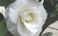 April Snow Camellia Japonica - 1 Gallon Pot -Shrub Plant Shop Camellia April Snow 1