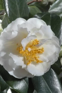 April Snow Camellia Japonica - 1 Gallon Pot -Shrub Plant Shop Camellia April Snow 13