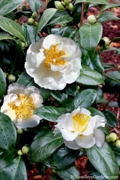 April Snow Camellia Japonica - 1 Gallon Pot -Shrub Plant Shop Camellia April Snow 14