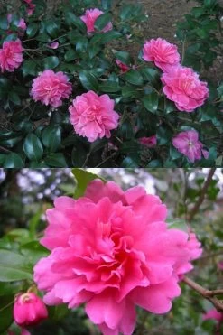 Autumn Spirit Camellia - Hybrid - 1 Gallon Pot -Shrub Plant Shop Camellia April Spirit 3