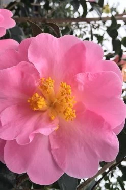 Arctic Dawn Cold Hardy Pink Camellia Hybrid - 1 Gallon Pot -Shrub Plant Shop Camellia Arctic Dawn 1