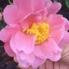 Arctic Dawn Cold Hardy Pink Camellia Hybrid - 1 Gallon Pot