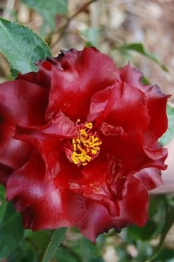 Black Magic Camellia Japonica - 3 Gallon Pot 7 Black Magic Camellia Japonica - 3 Gallon Pot -Shrub Plant Shop Camellia Black Magic 2