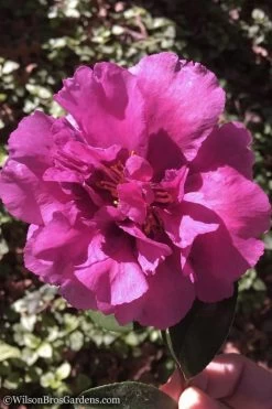 Bonanza Purple Camellia Sasanqua - 1 Gallon Pot -Shrub Plant Shop Camellia Bonanza 102 1