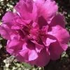 Bonanza Purple Camellia Sasanqua - 1 Gallon Pot